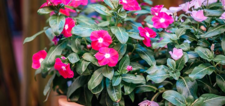 Mirabilis jalapa im Kübel
