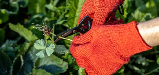 erdbeerpflanze schneiden