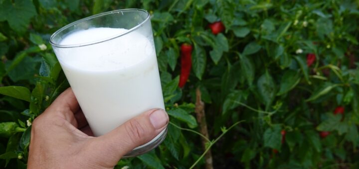milch im einsatz gegen blattläuse