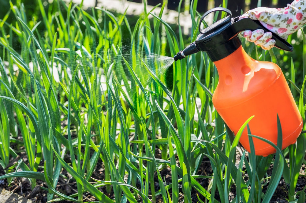 Herbizid gegen Ackerschachtelhalm