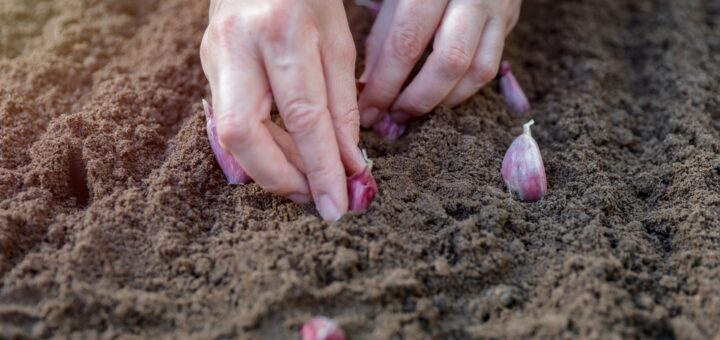 knoblauch pflanzen