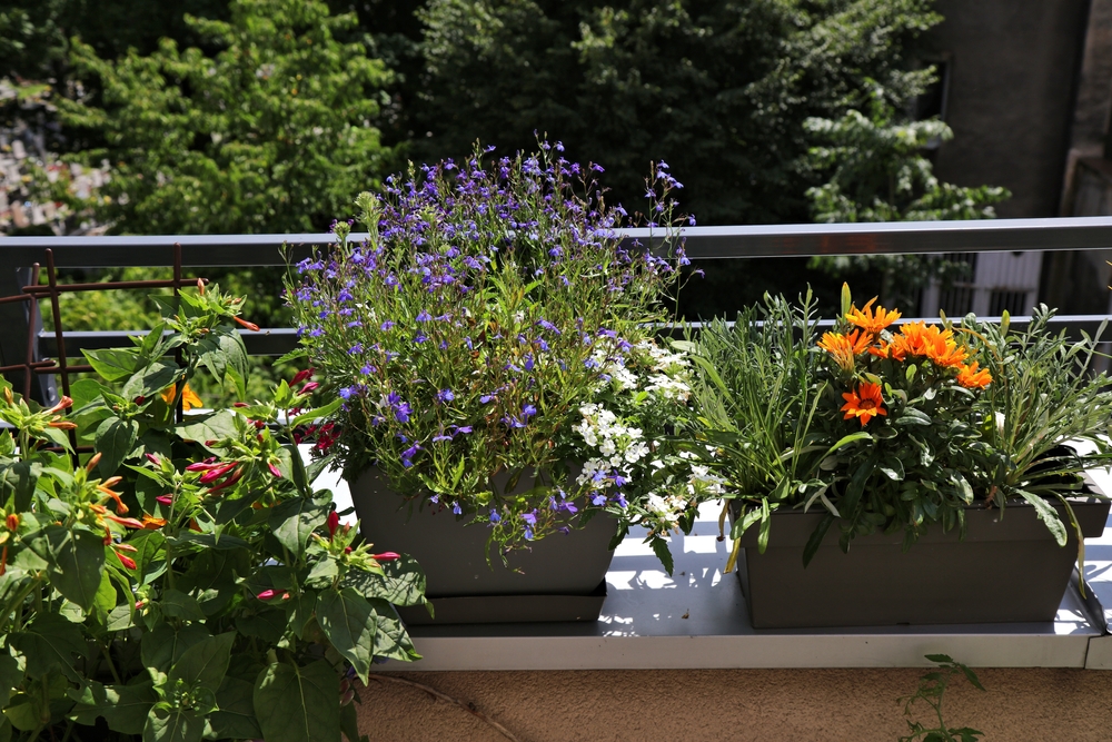 wunderblume auf dem balkon