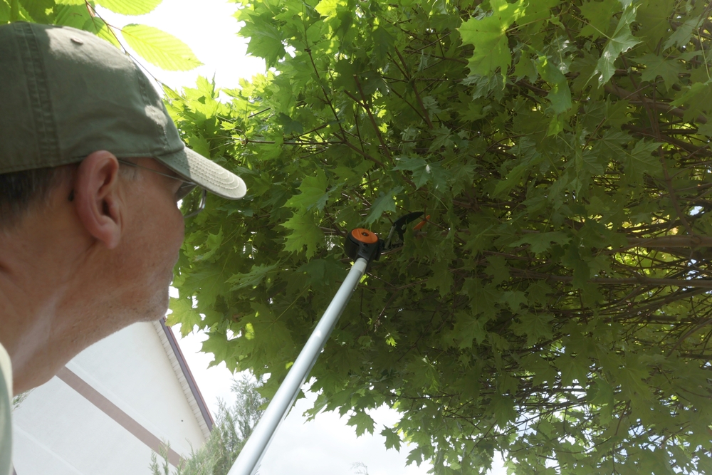 kugelahorn schneiden