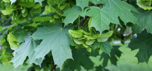 Acer platanoides 'Globosum'