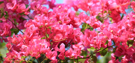 Bougainvillea