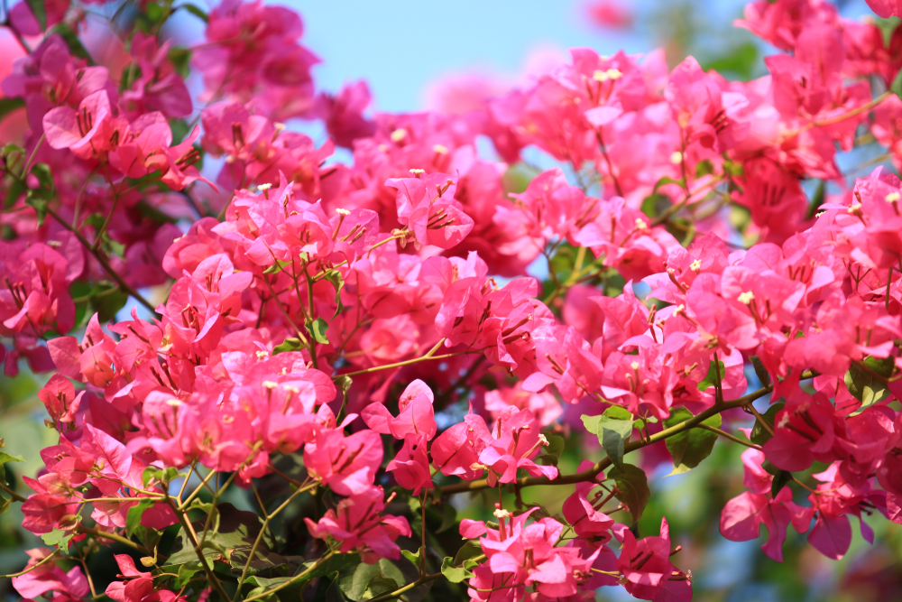 Bougainvillea