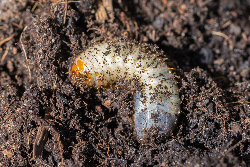 Cetoniinae