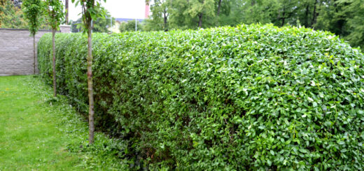 Ligustrum weidenbegrenzung