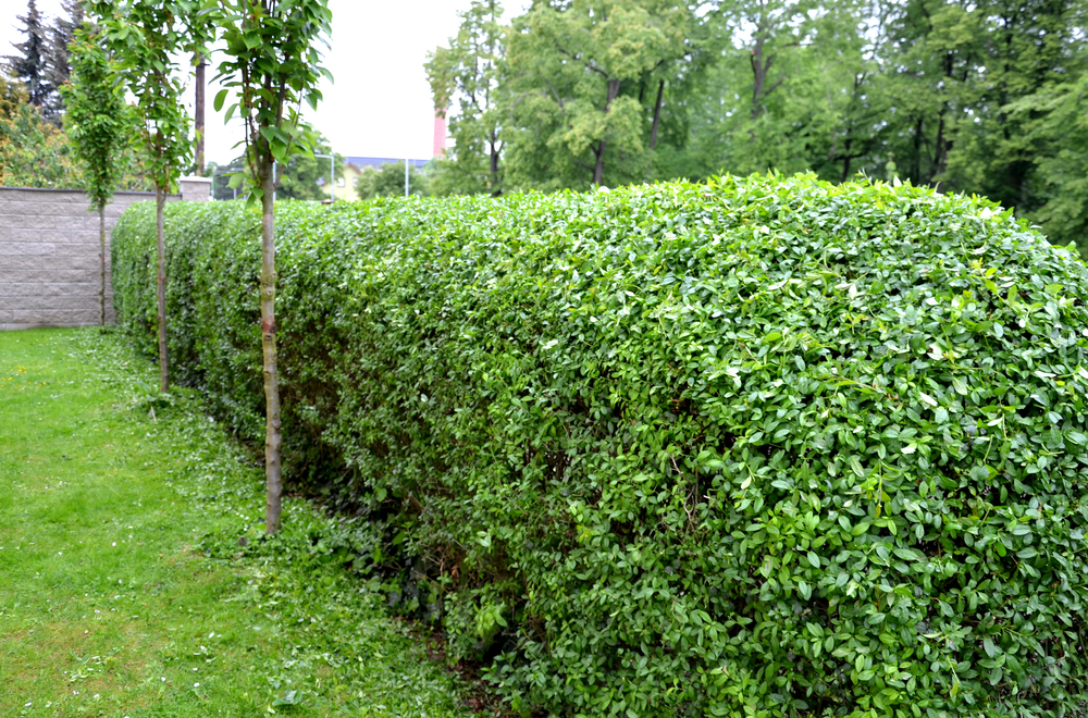 Ligustrum weidenbegrenzung