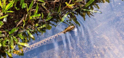 schlange schwimmt im gartenteich