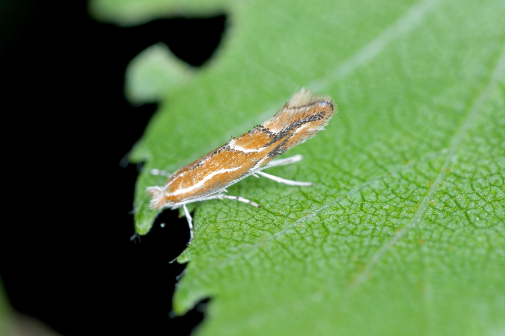 Phyllonorycter salicicolella
