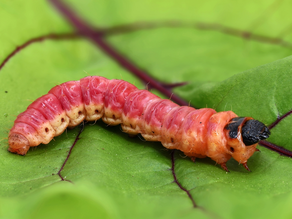 Cossus cossus