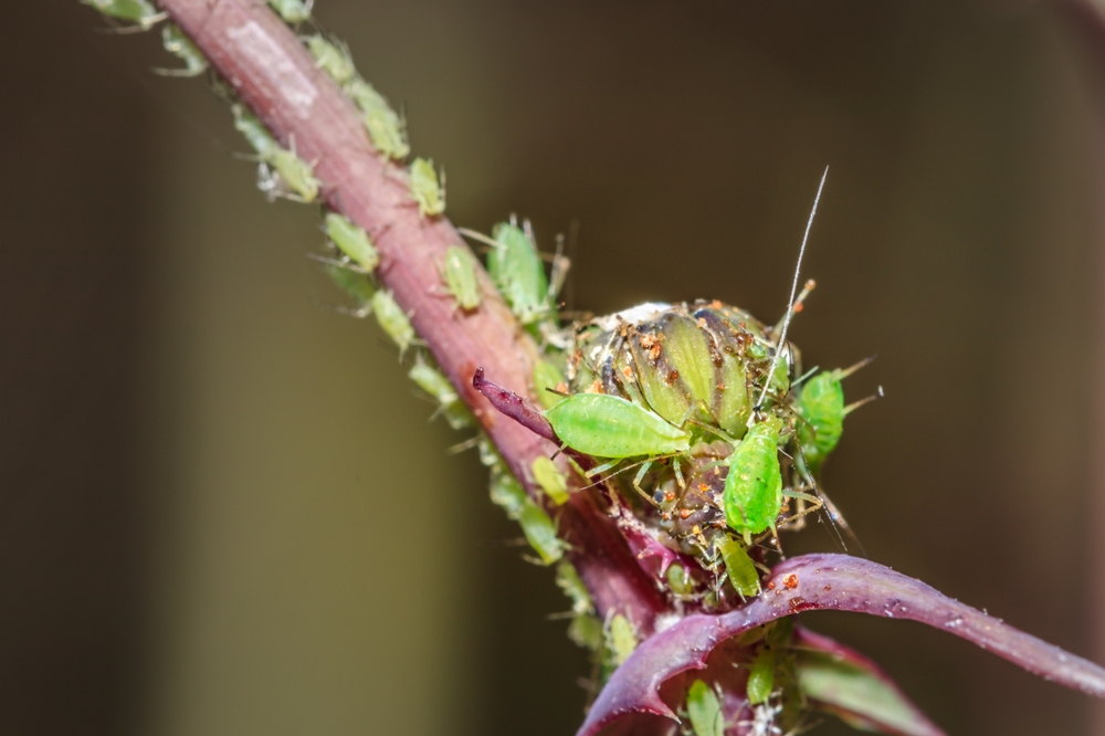 Aphidoidea