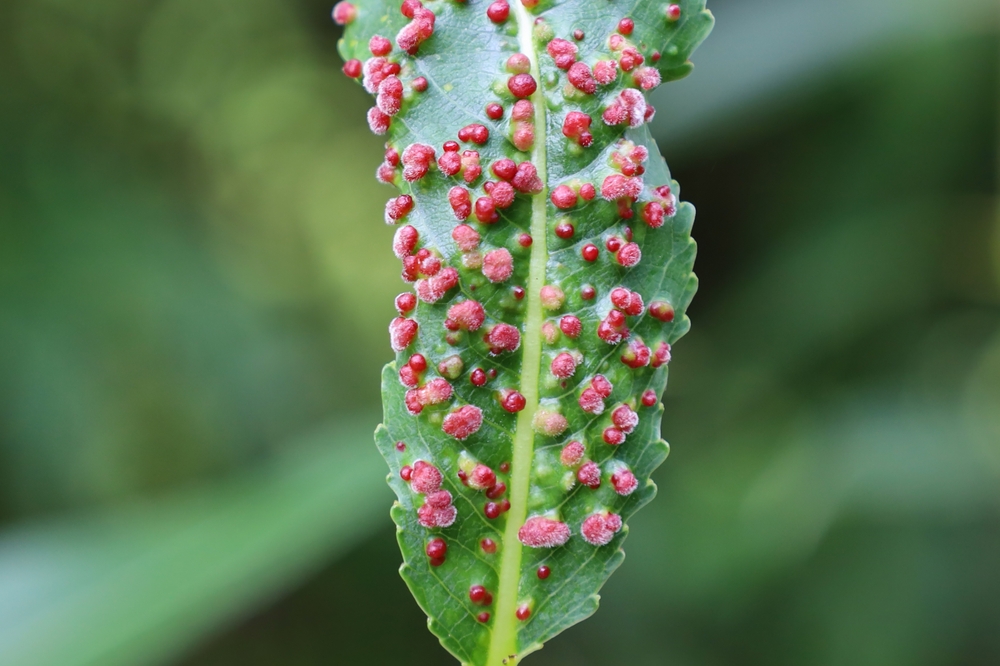 Aculus tetanothrix