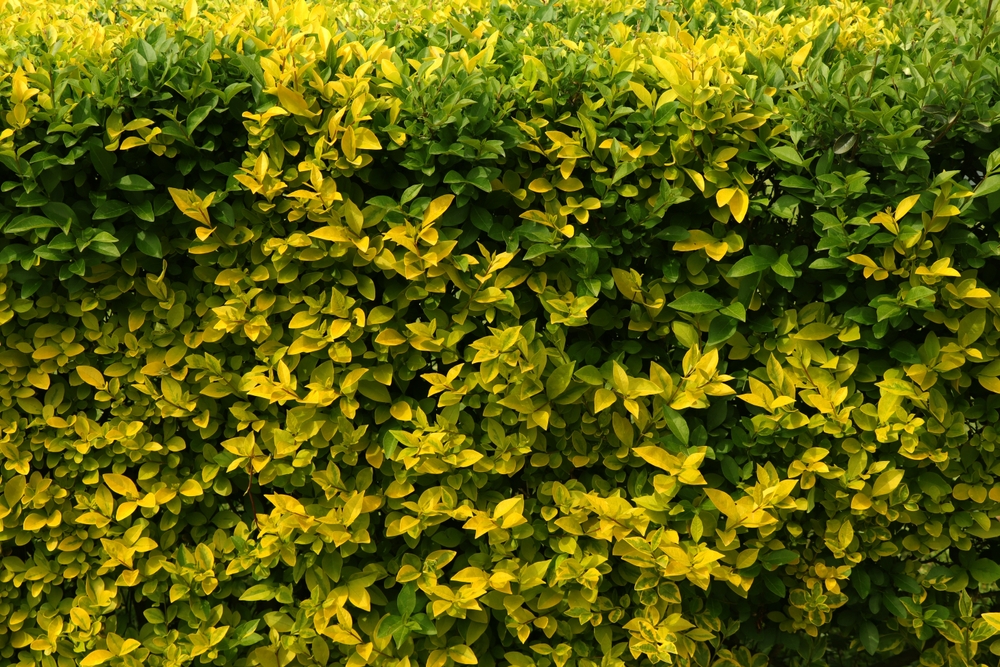 Ligustrum Ovalifolium Aureovariegata