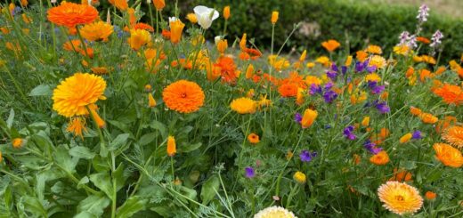 blumenwiese
