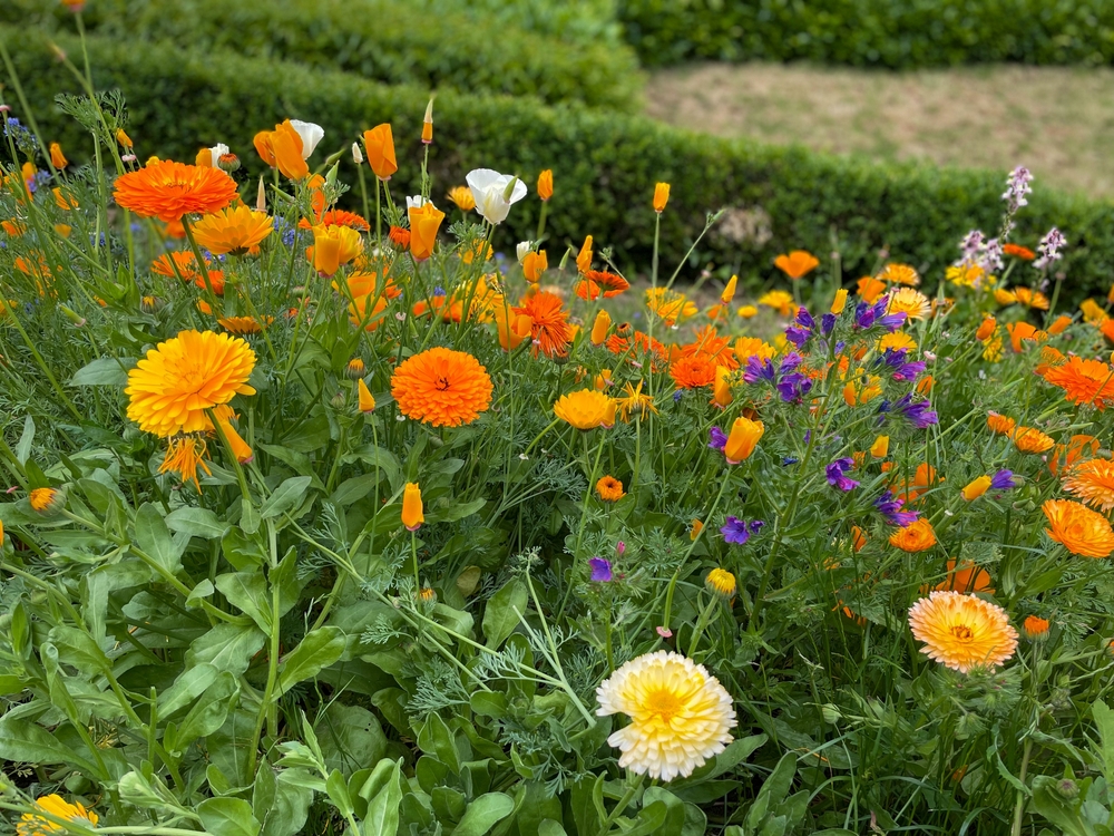 blumenwiese