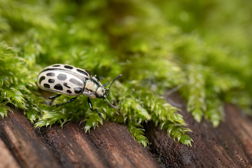 Chrysomela vigintipunctata