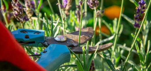 lavendel rückschnitt