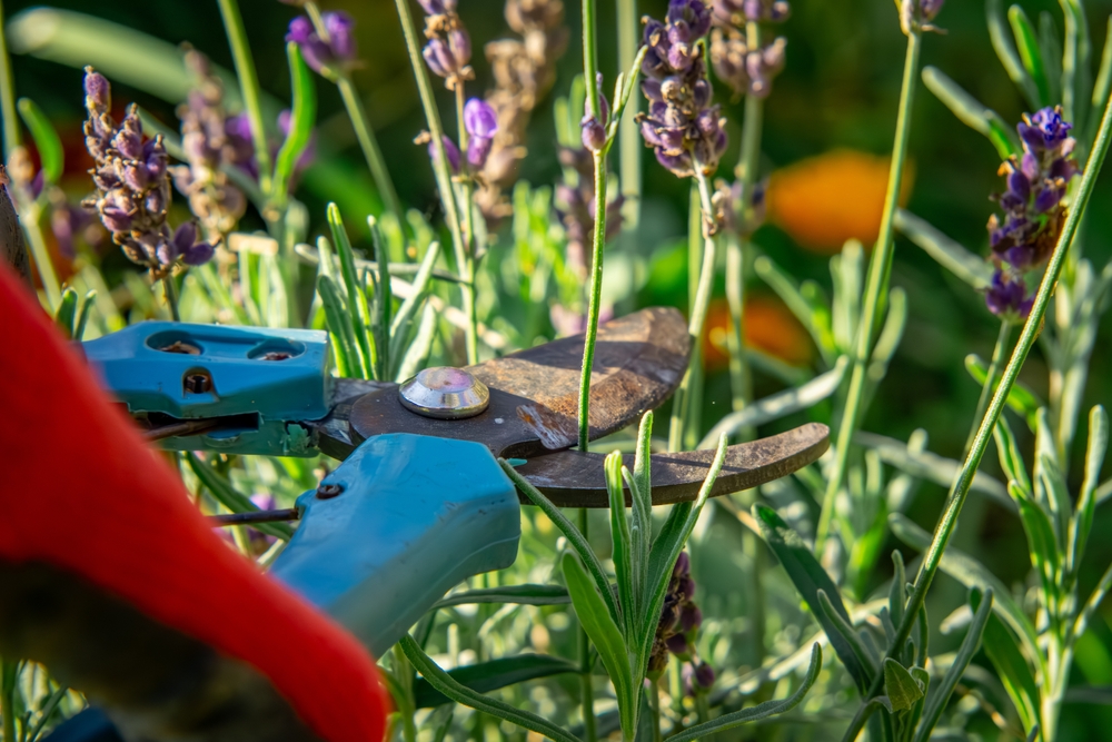 lavendel rückschnitt