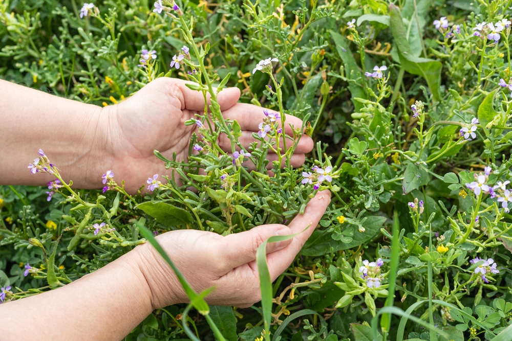 verschiedene blumen