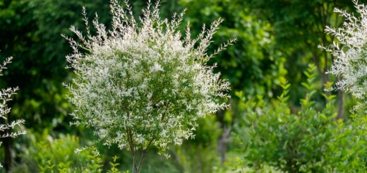 Salix Weide