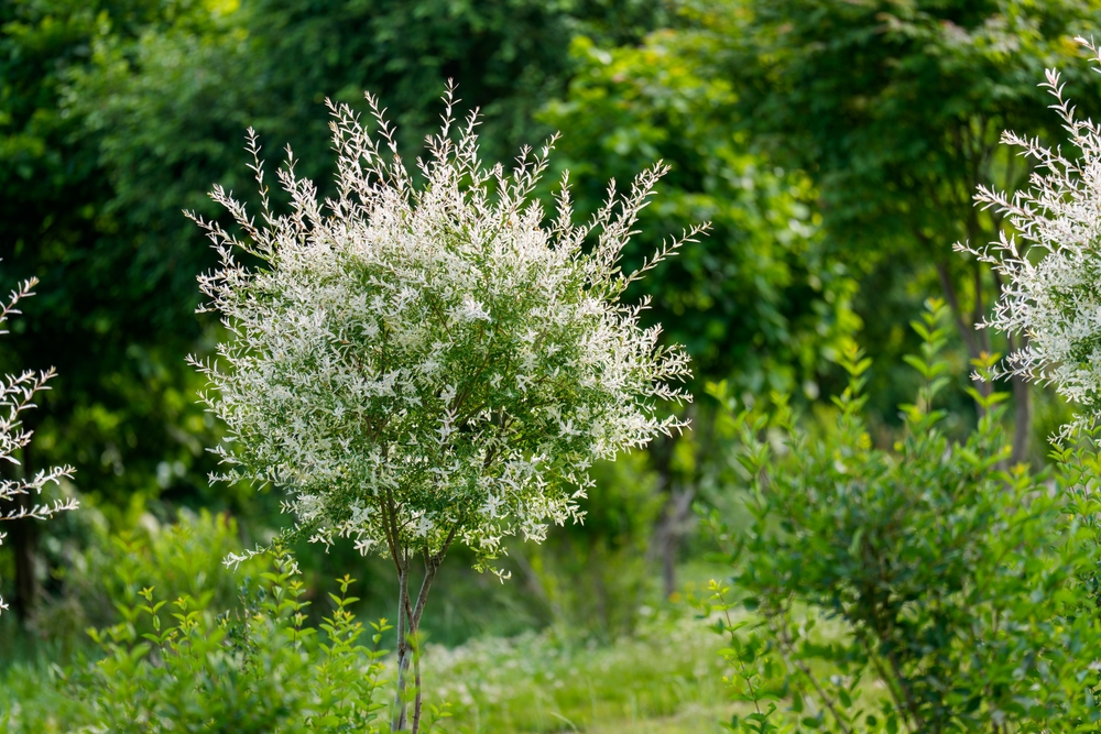 Salix Weide