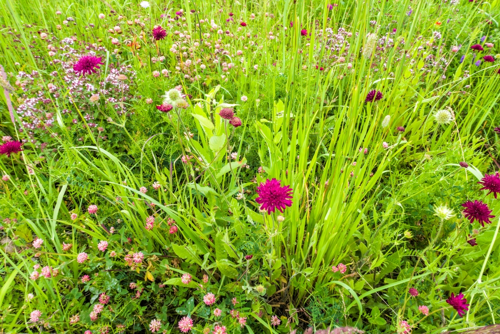 naturnahe wiese