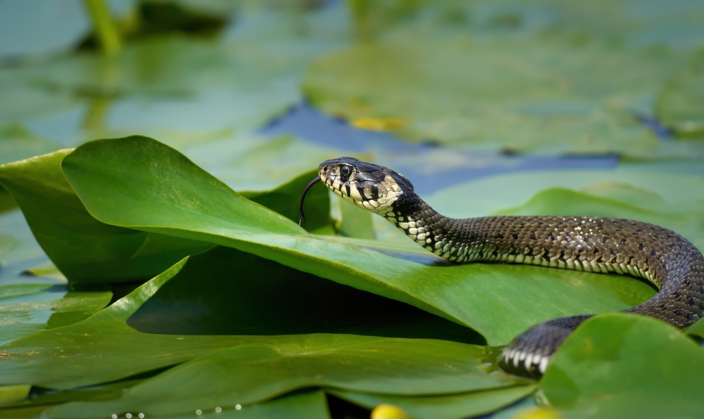 schlangen naturschutz