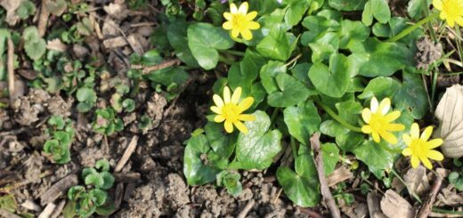 Ranunculus ficaria