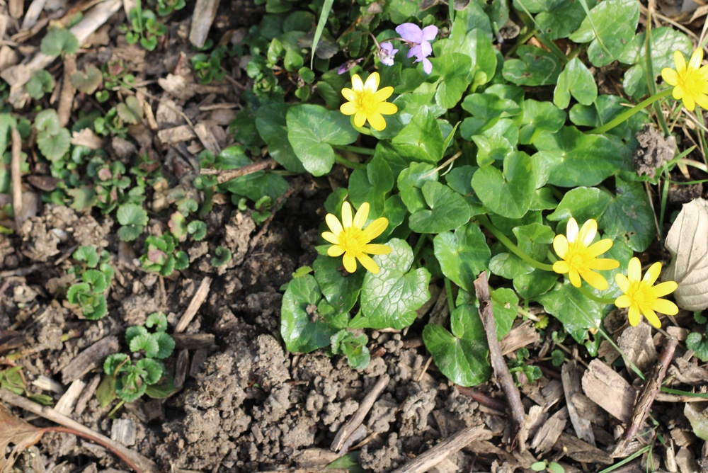 Ranunculus ficaria
