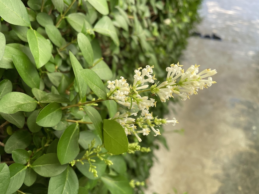 liguster hecke