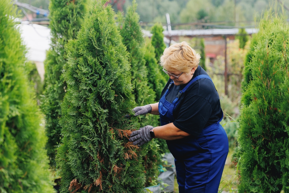Pflegen Thuja