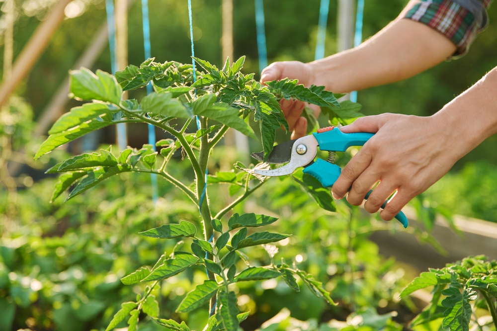 mann schneidet triebe von tomatenpflanze