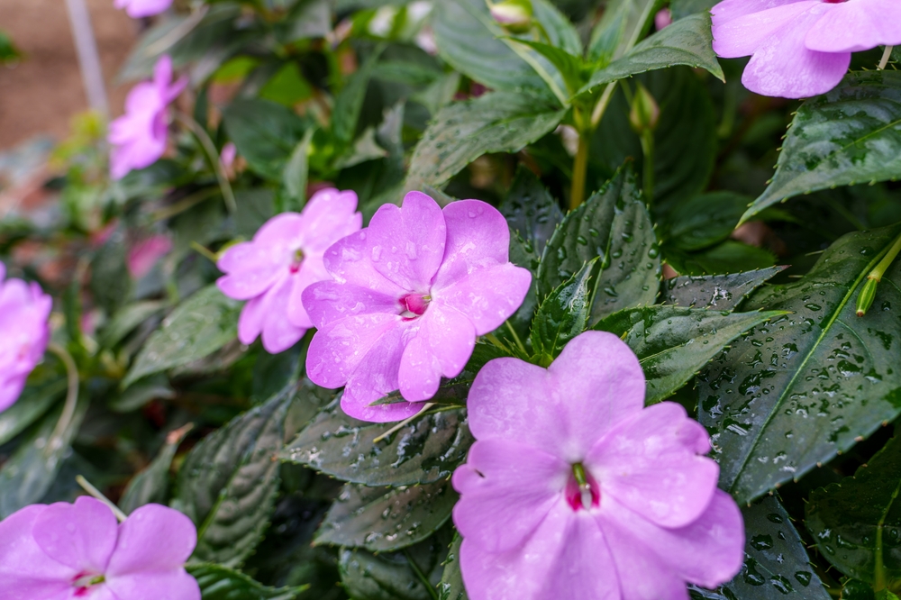 Blumen