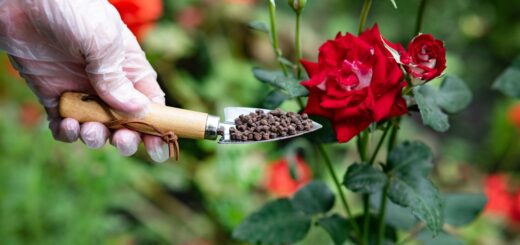 Düngen Rosen
