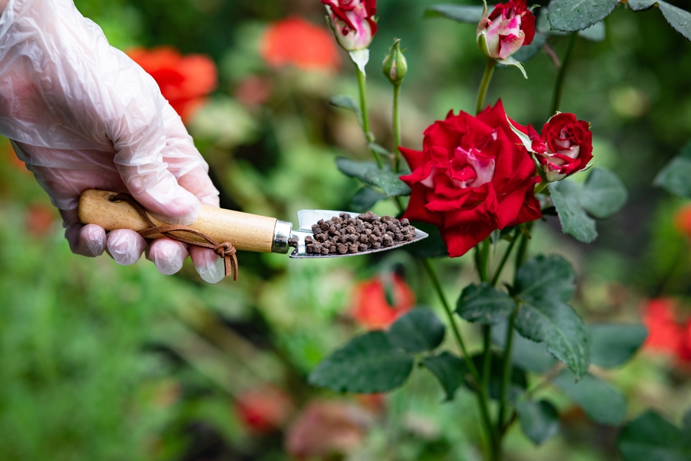 Düngen Rosen