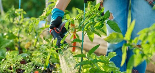 tomatenpflanze ausgeizen