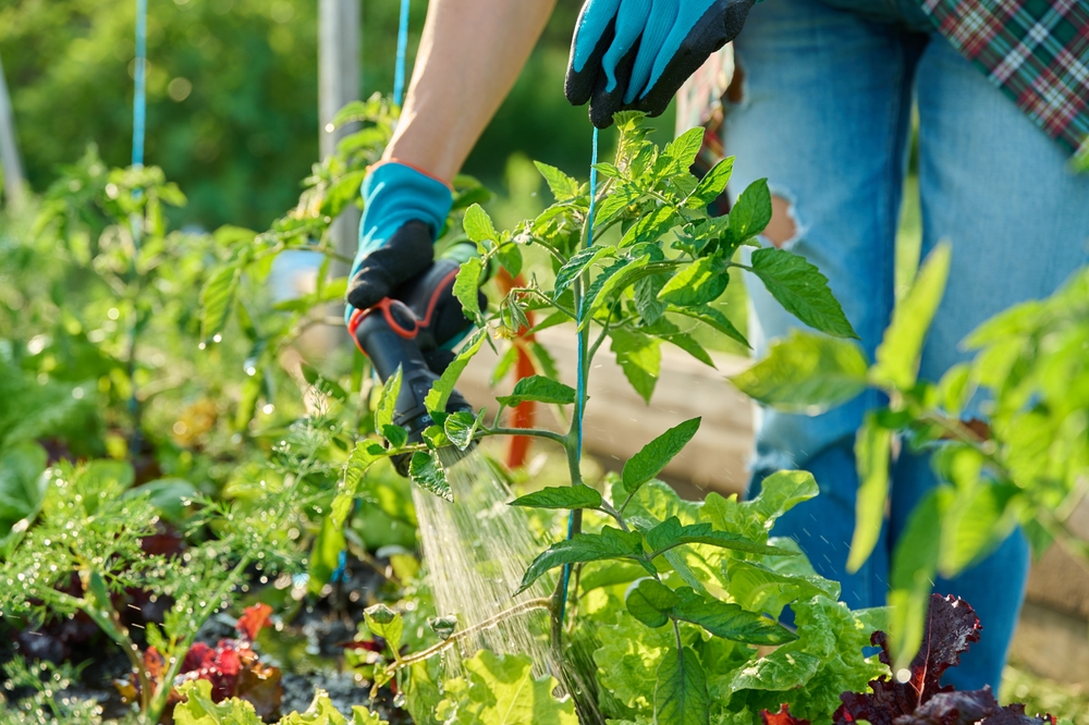 tomatenpflanze ausgeizen