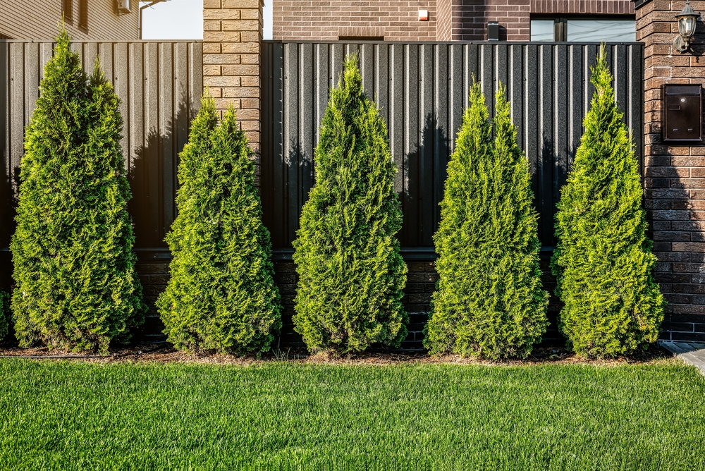 Thuja Hecke