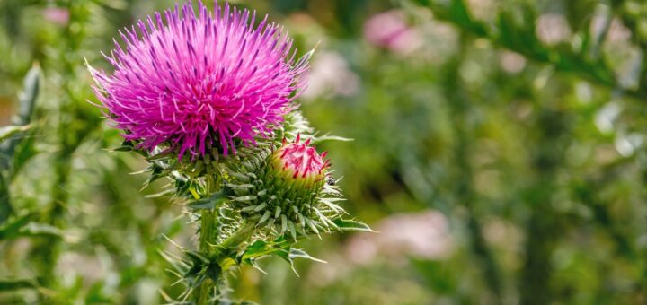 disteln im garten