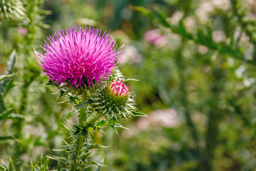 disteln im garten
