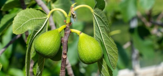 gelbe blätter beim feigenbaum