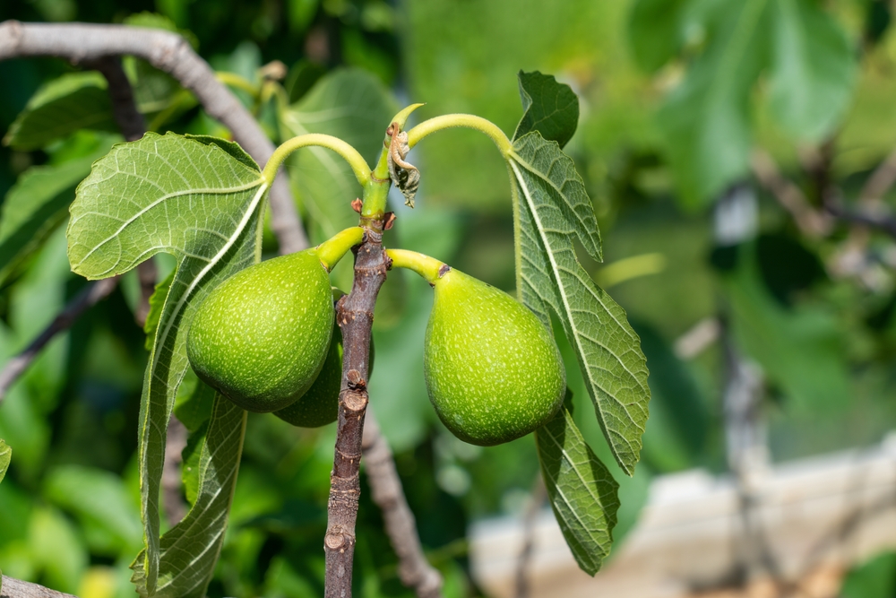 gelbe blätter beim feigenbaum