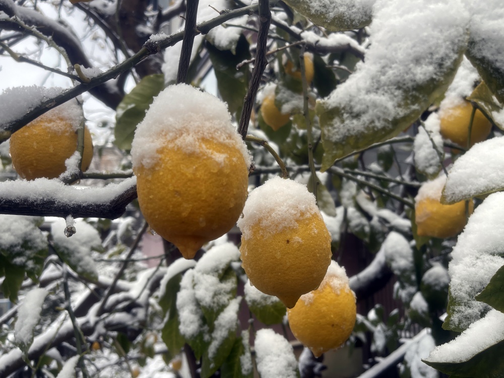 zitonenbaum im winter