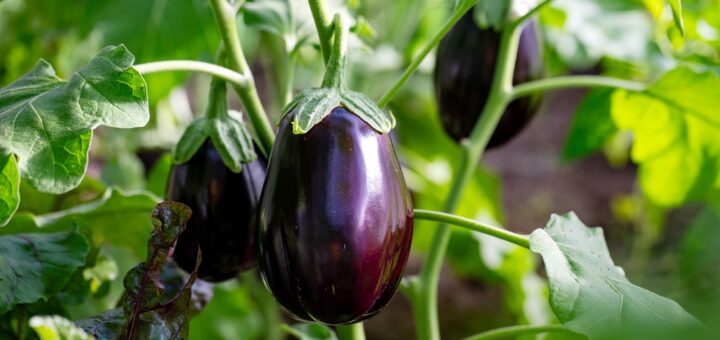 reife aubergine