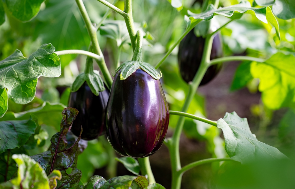 reife aubergine