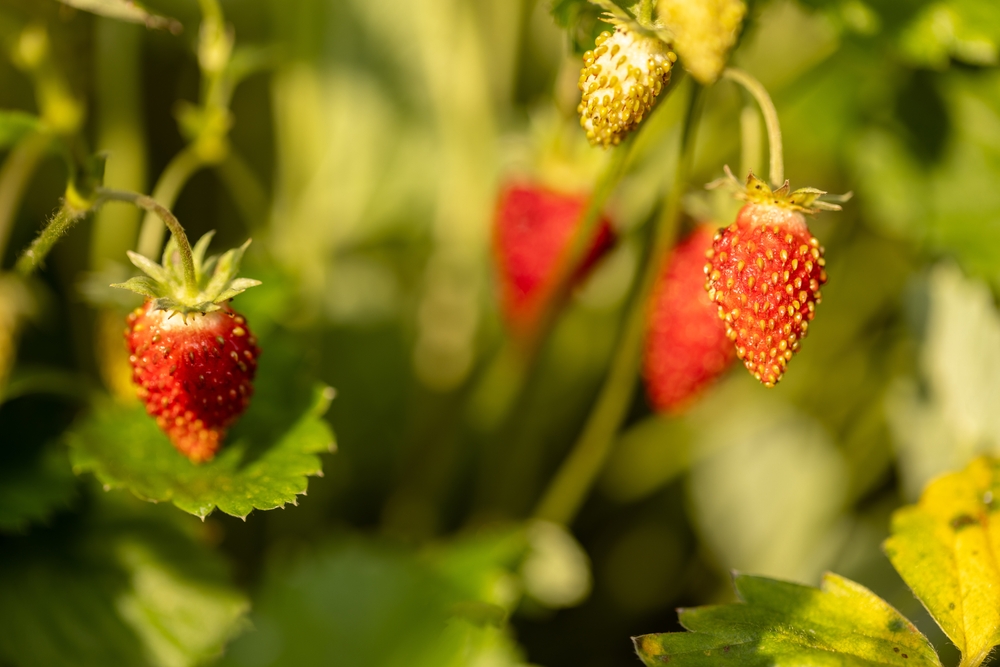 erdbeeren im garten