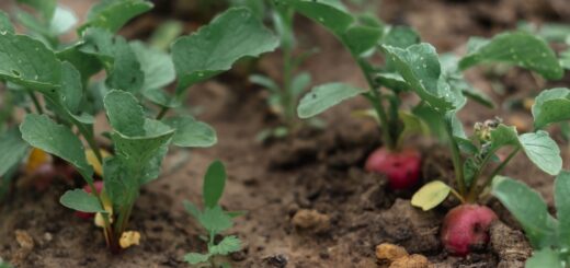 radieschen im beet
