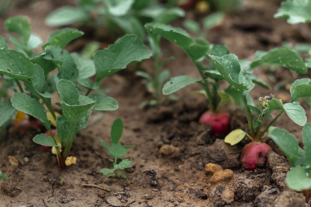 radieschen im beet